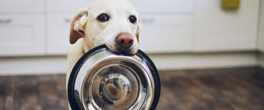 How Do I Choose a Diet for My Dog? Top Tips for Avoiding Information Overload