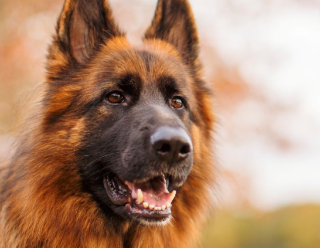 Degenerative Myelopathy In Dogs