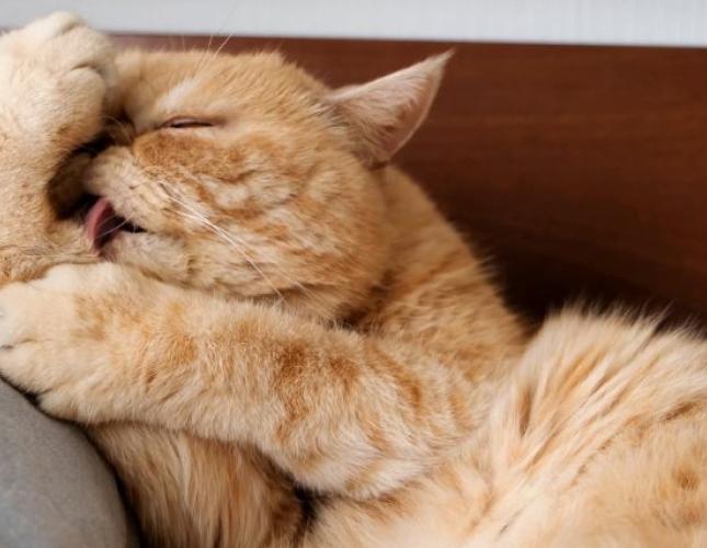 The Importance of Licking and Sniffing for Cats