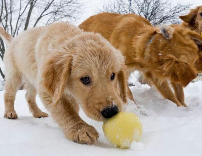 Pet Fitness Bootcamp: Keeping Your Pet Active During the Winter