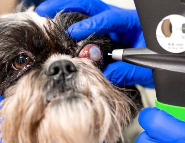 Pet Eye Health: Everything You Need to Know About Common Dog &amp; Cat Eye Disorders — Part I